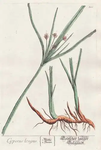 Cyperus longus - sweet cyperus Hohes Zypergras Botanik botanical botany Kräuterbuch herbal Herbarium