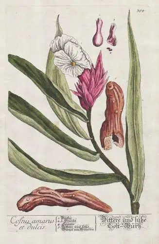 Costus amarus et dulcis - Costwurzel Königswurz Kostus Kostwurz / Botanik Botanical Botany Kräuterbuch herba