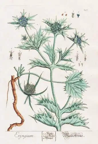 Eryngium - Mannstreue - Mannstreu Edeldistel eryngo sea holly Pflanze plant botanical botany Kräuter herbs fl
