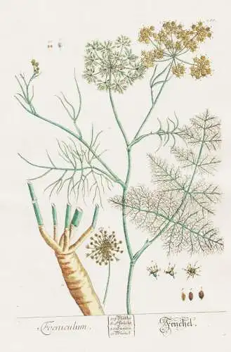 Foeniculum - Fenchel - Fennel Gewürz spice Pflanze plant botanical botany Kräuter herbs flower flowers Blume