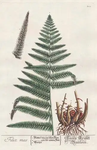 Filix mas / Faren-Kraut. Mänlein. - Wurmfarn Männerfarn male fern Botanik botanical botany Kräuterbuch herb