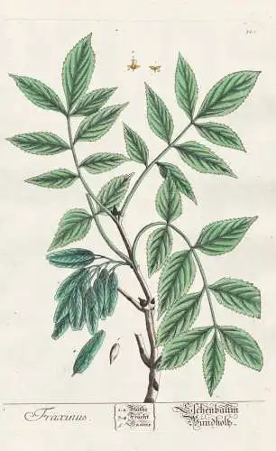 Fraxinus / Eschenbaum. - ash tree Esche Baum Bäume Botanik botanical botany Kräuterbuch herbal Herbarium