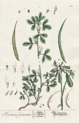 Foenum Graecum - Bockshornklee Fenugreek / Botanik Botanical Botany Kräuterbuch herbal Herbarium