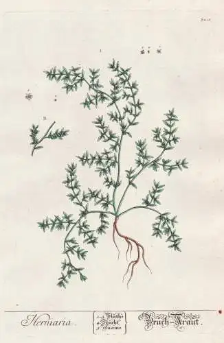 Herniaria - ruptureworts Bruchkräuter Botanik botanical botany Kräuterbuch herbal Herbarium