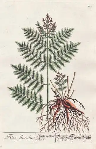 Filix florida / Blühend Faren Kraut. - lady-fern Wald-Frauenfarn Botanik botanical botany Kräuterbuch herbal