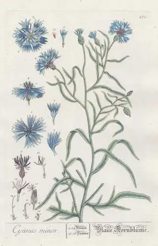 Gyanus minor - Blaue Kronblume - Centaurea cyanus Zyane cornflower bachelor's button Pflanze plant botanical b