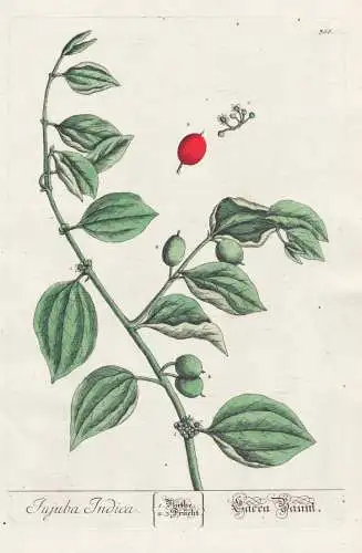 Jujuba Indica - India Indien China Dattel Ziziphus mauritiana / Botanik Botanical Botany Kräuterbuch herbal H