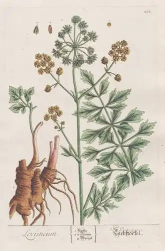 Levisticum - Liebstöckel - Lovage Liebstöckel / Pflanze plant botanical botany Kräuter herbs flower flowers