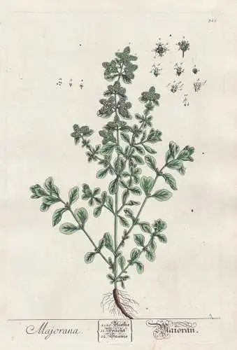 Majorana - Majoran Marjoram herb herbs Kräuter Botanik botanical botany Kräuterbuch herbal Herbarium Gewürz