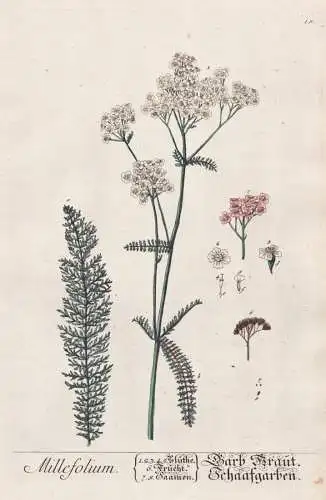 Millefolium - Garb Kraut Schaafgarben - Schafgarbe yarrow Pflanze plant botanical botany Kräuter herbs flower