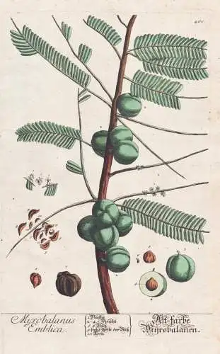 Myrobalanus Emblica - Amlabaum emblic / Botanik Botanical Botany Kräuterbuch herbal Herbarium