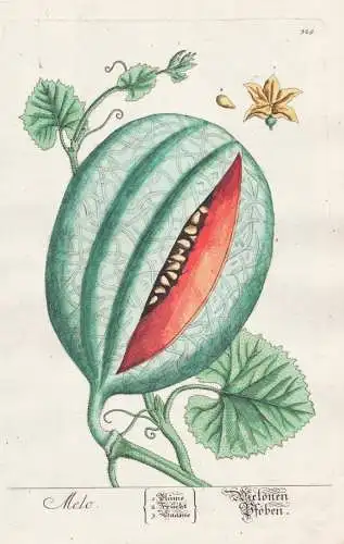 Melo / Melonen. Pföben. - Melon Melone Obst fruit Botanik botanical botany Kräuterbuch herbal Herbarium