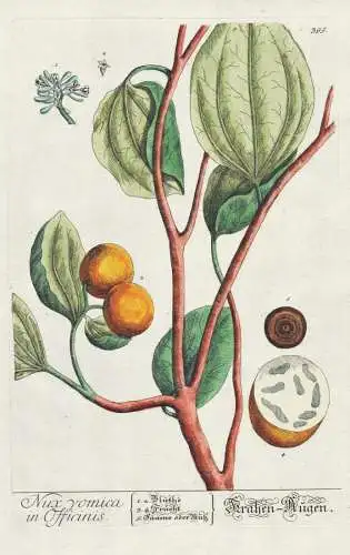 Nux vomica in Officinis - Brechnuss strychnine tree / Botanik Botanical Botany Kräuterbuch herbal Herbarium