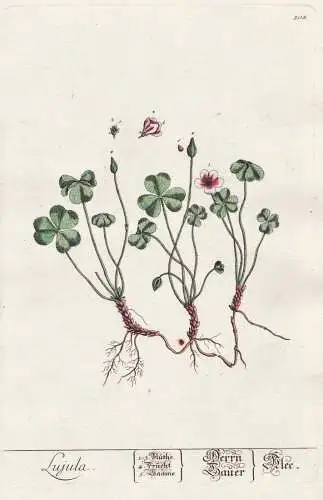 Lujula - Klee clover Sauerklee Oxalis Botanik Botanical Botany Kräuterbuch herbal Herbarium