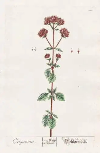 Origanum - Wohlgemüth - Oregano Dost marjoram Gewürz spice Pflanze plant botanical botany Kräuter herbs flo