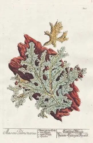 Muscus Pulmonarius / Lüngen-Moos. Baum-Lüngenkraut. - Lobaria pulmonaria tree lungwort Lungenflechte Botanik