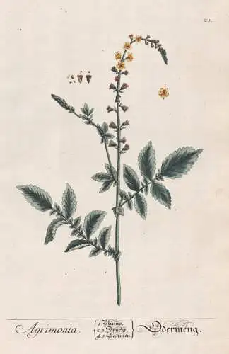 Agrimonia - Odermeng - Odermennige agrimony Agrimonia / Pflanze plant botanical botany / flower flowers Blume