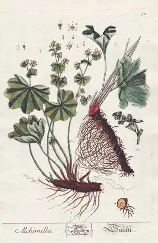 Alchimilla - Sinau - Frauenmantel Silbermantel lady's mantle / herbs Kräuter / Pflanze plant / Botanik botani