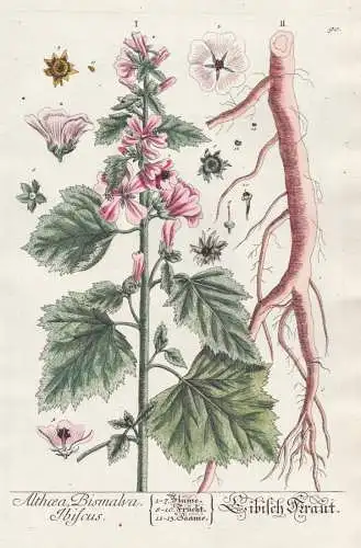 Althaea Bismalva Ibiscus - Eibisch Kraut -  Arznei-Eibisch marsh mallow / herbs Kräuter / Pflanze plant / Bot