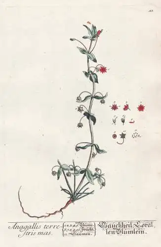 Anagallis terrestris mas - Gauchheil Corallen Blümlein - Gauchheil pimpernel / Pflanze plant / Botanik botani
