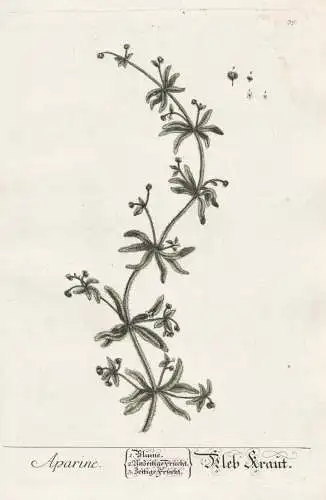 Aparine - Kleb Kraut - Galium aparine Kletten-Labkraut Klebkraut cleavers clivers catchweed Pflanze plant bota