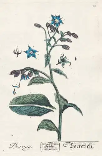 Borrago - Borretsch - Borago Borretsch starflower Boretsch Gurkenkraut / Pflanze plant / Botanik botanical bot