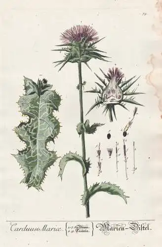 Carduuse Mariae - Marien-Distel - Mariendistel Silybum marianum Christi Krone Donnerdistel Fieberdistel cardus