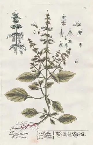 Basilicon Ocimum - Basilien Kraut -  Basilikum Basil Ocimum basilicum Basilie Basilienkraut Pflanze plant Bota