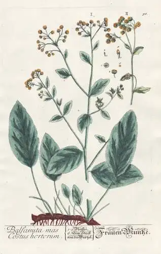 Balsamita mas Costus hortorum - Frauen Münze -  costmary Frauenminze Tanacetum balsamita Balsamkraut / herbs