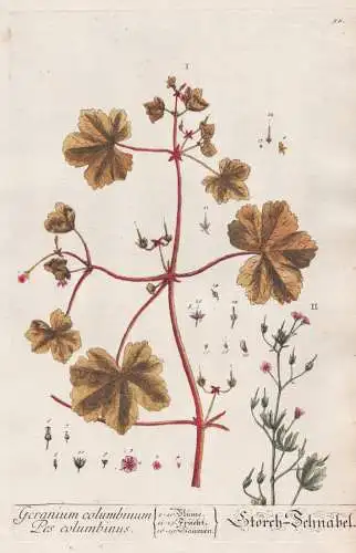 Geranium columbinum Pes columbinus - Storch-Schnabel - Stein-Storchschnabel longstalk cranesbill / Pflanze pla
