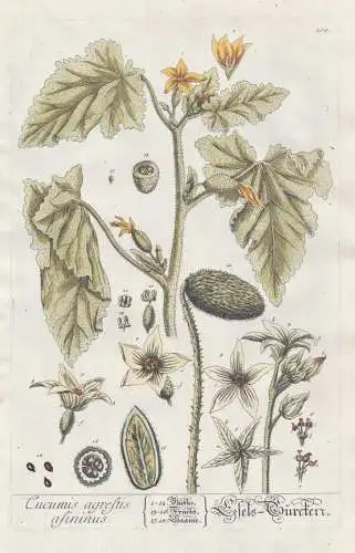 Cucumis agrestis asininus - Fels-Gurcken - Gurke cucumber Kukumer / Gemüse vegetables / Pflanze plant / Botan