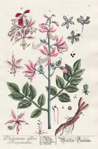 Dictamnus albus Fraxinella - Weisser Diptam - Aschwurz burning bush dittany Spechtwurz / Pflanze plant / Botan