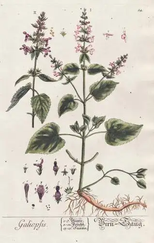 Galiopsis - Birn-Haug -  Holzahn Galeopsis hemp-nettle hempnettle / Pflanze plant / Botanik botanical botany /