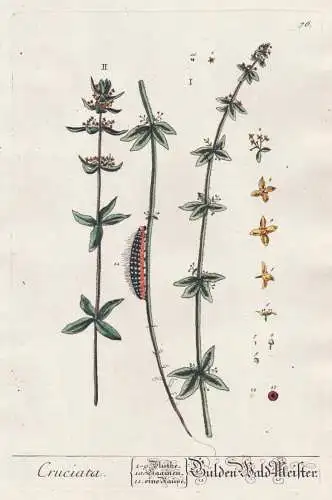 Cruciata - Gülden Wald-Meister - Waldmeister Kreuzlabkraut Labkraut crosswort / Pflanze plant / Botanik botan