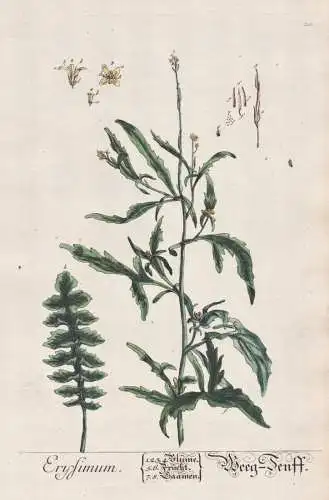 Erysimum - Weeg-Senff - Schöteriche wallflower Erysimeae / Pflanze plant / Botanik botanical botany / flower