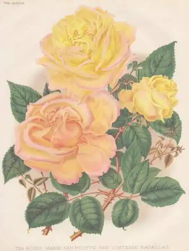 Tea Roses: Marie van Houtte and Comtesse Nadaillac. - Rose roses / flower flowers Blume Blumen / Pflanze Planz