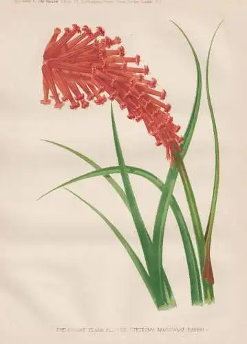 The dwarf flame flower (Tritoma macowani-baker) - Kniphofia Fackellilie tritomea torch lily / Südafrika South