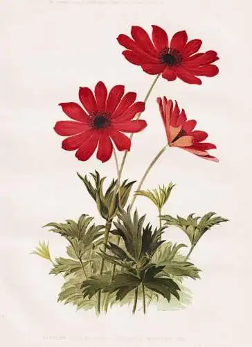 Scarlet windflower (Anemone fulgens gay) - flower flowers Blume Blumen / Pflanze Planzen plant plants / botani