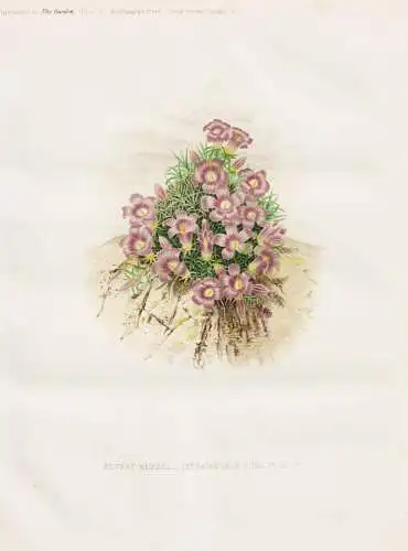 Silvery hairbell (Edraianthus pumilio) - silberne Zwergglockenblume / Dalmatien Kroatien / flower flowers Blum
