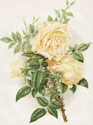 Tea Rose Jean Ducher - Rose roses / flower flowers Blume Blumen / Pflanze Planzen plant plants / botanical Bot