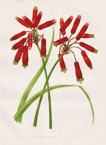 The Crimson satin flower (Brodiaea coccinea) - Brodiaea coccinea Frühlingsstern Feuerwerksblume / California