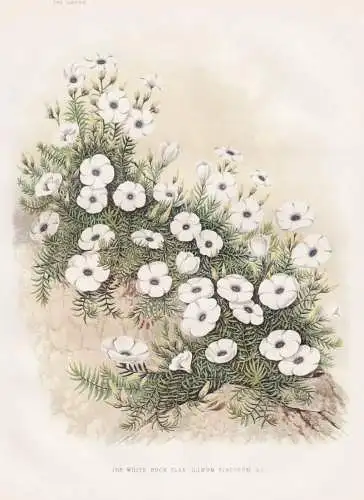 The white rock flax (Linum viscosum) - Linum viscosum Lein flax Flachs Leinkraut Leinkräuter / flower flowers