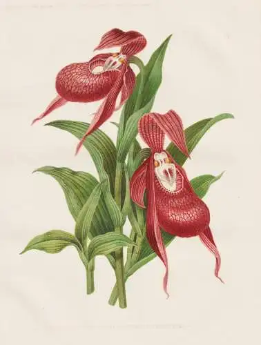 The siberian Lady's Slipper (Cypripedium Macranthum) - Frauenschuhe orchid Orchidee Orchidaceae / Siberia Sibi