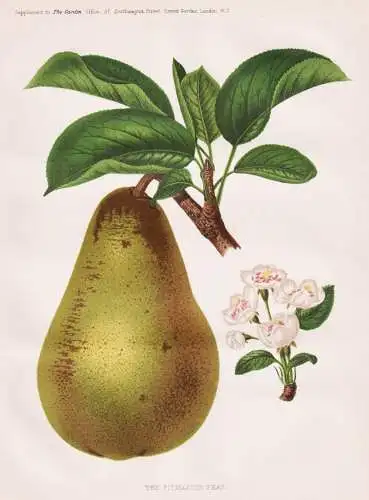 The pitmaston pear - Birne Pear Birnenbaum Obstbaum / Obst fruit / Pflanze Planzen plant plants / botanical Bo