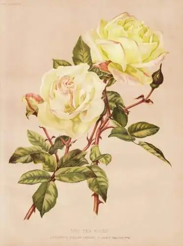 Two Tea Rose - Rose roses / flower flowers Blume Blumen / Pflanze Planzen plant plants / botanical Botanik bot