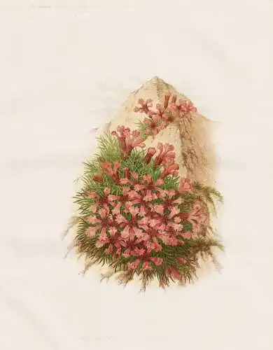 The Pigmy Catch-fly (Silene pumilio-wulf) - Lichtnelke Leimkraut / flower flowers Blume Blumen / Pflanze Planz
