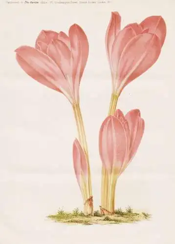 The noble meadow Saffron (Colchicum speciosum) - Colchicum speciosum Herbstzeitlose Herbst-Zeitlose / Caucasus