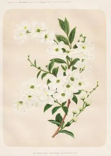 The pearl bush (Exochorda grandiflora) - Prunkspiere Spiere / China Japan / flower flowers Blume Blumen / Pfla