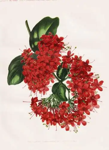 The scarlet Clerodendron (C. speciosum) - Clerodendrum speciosum Losbäume Losbaum Lossträucher / flower flow