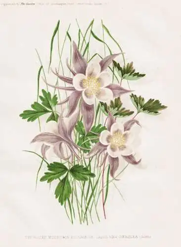 The Rocky Mountain Columbine (Aquilegia Coerulea) - Aquilegia Akelei Akeleien / Columbia Kolumbien / flower fl